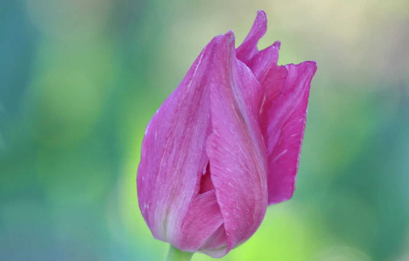 Photo wallpaper macro, spring, petals, tulips