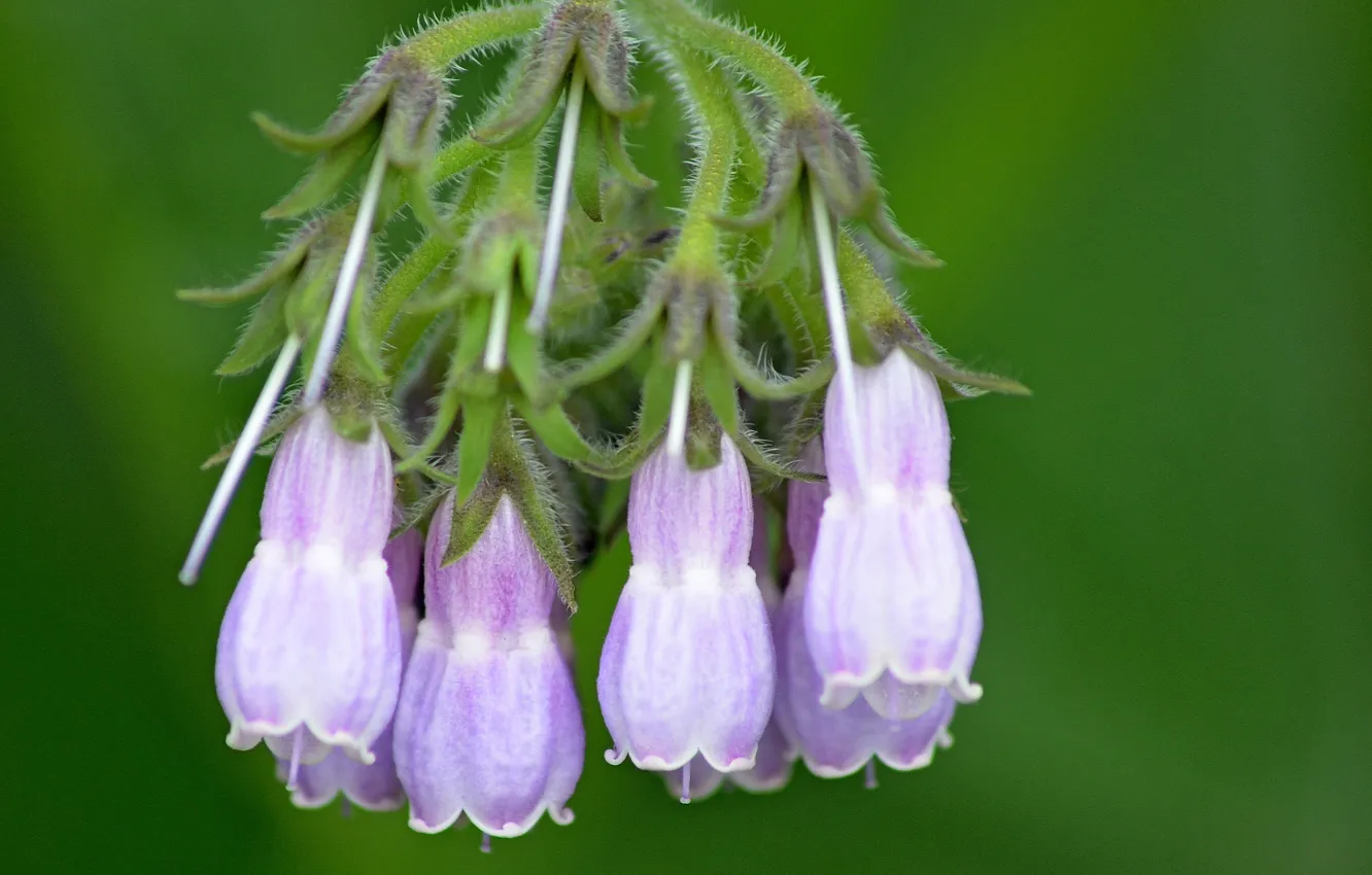 Photo wallpaper bokeh, bokeh, Comfrey, Comfrey