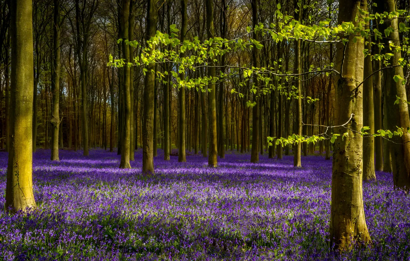 Photo wallpaper forest, leaves, trees, branches, spring, lavender