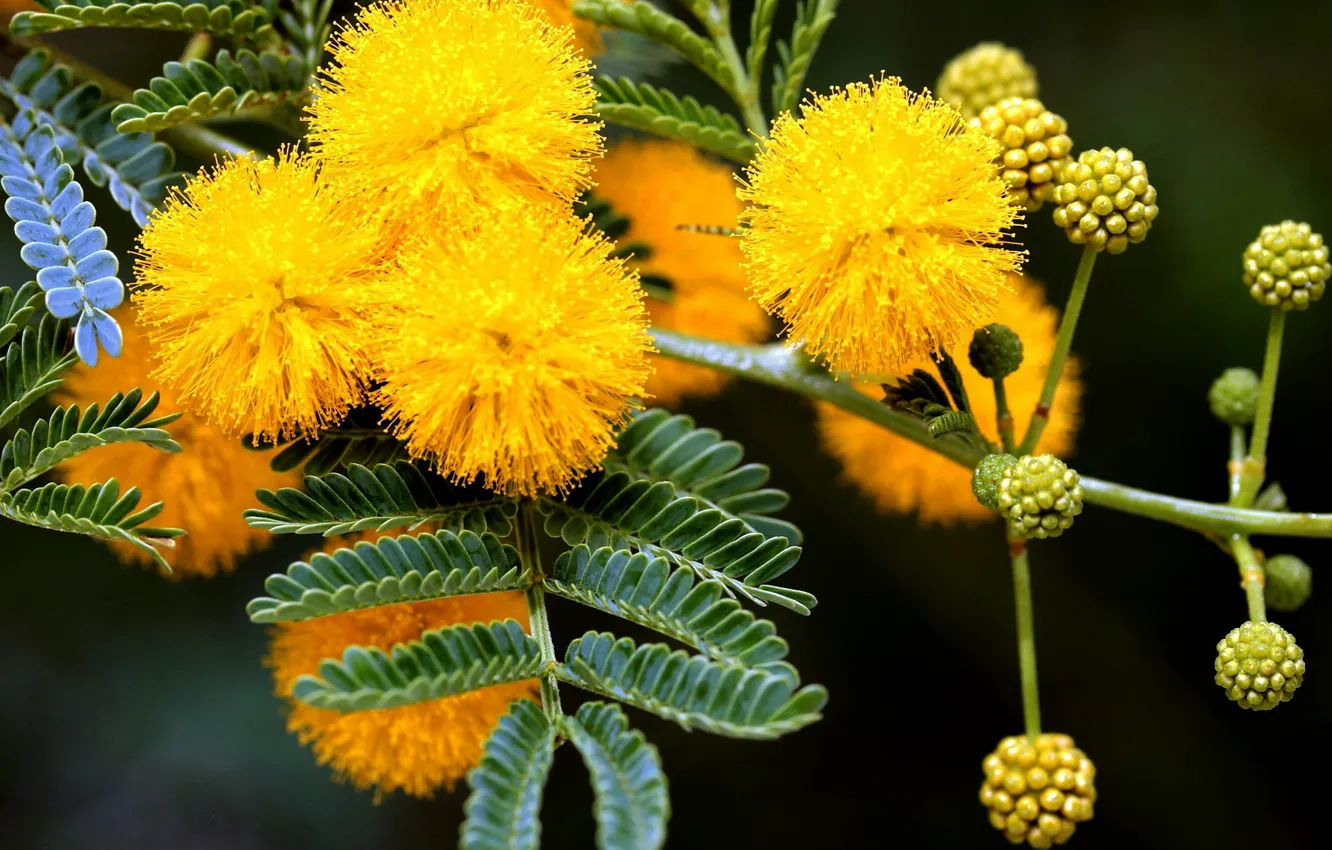 Photo wallpaper trees, yellow, spring, buds, Mimosa