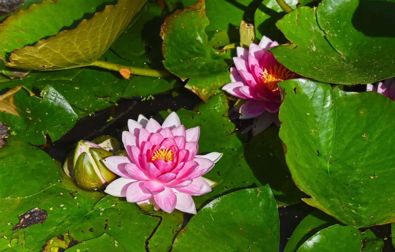 Photo wallpaper water, flowers, water Lily