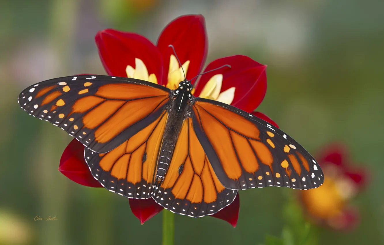 Photo wallpaper flowers, background, butterfly