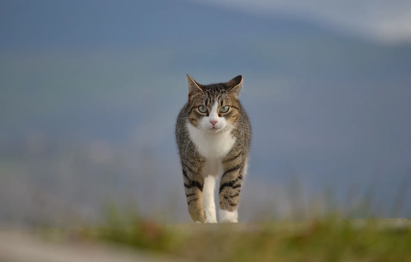 Photo wallpaper cat, grass, cat, nature, blur, walk