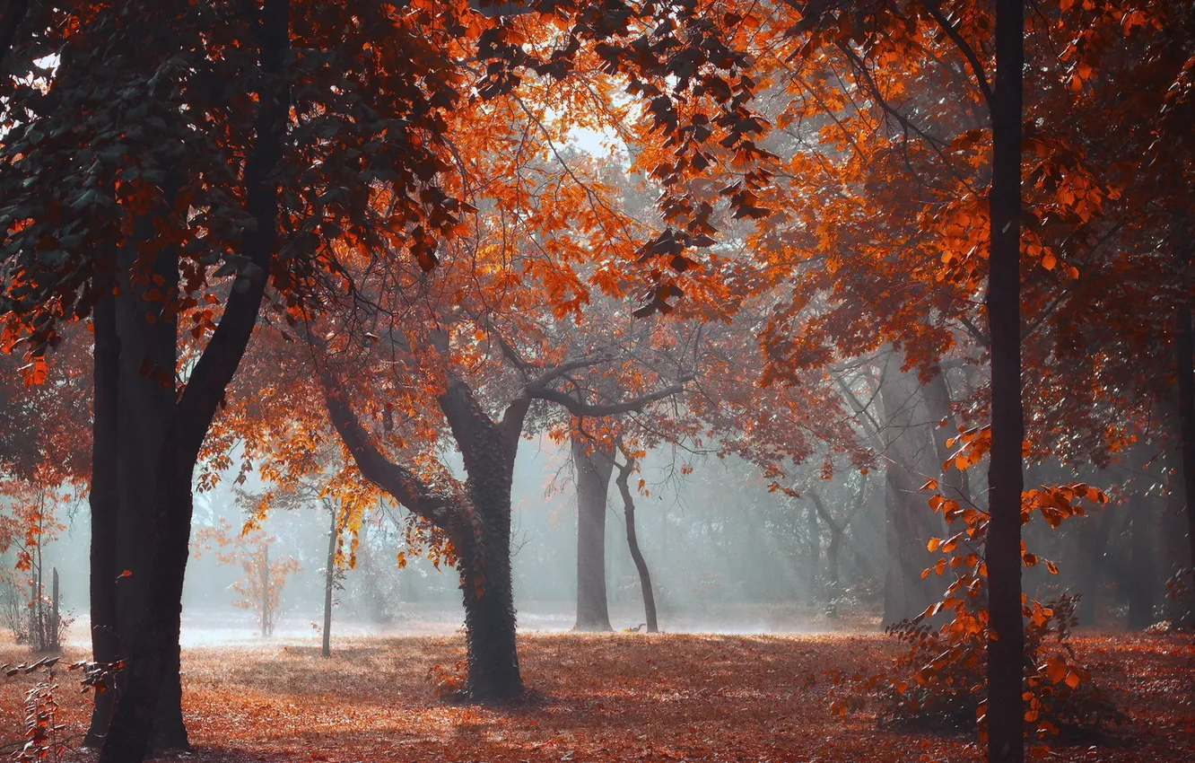 Photo wallpaper autumn, trees, nature