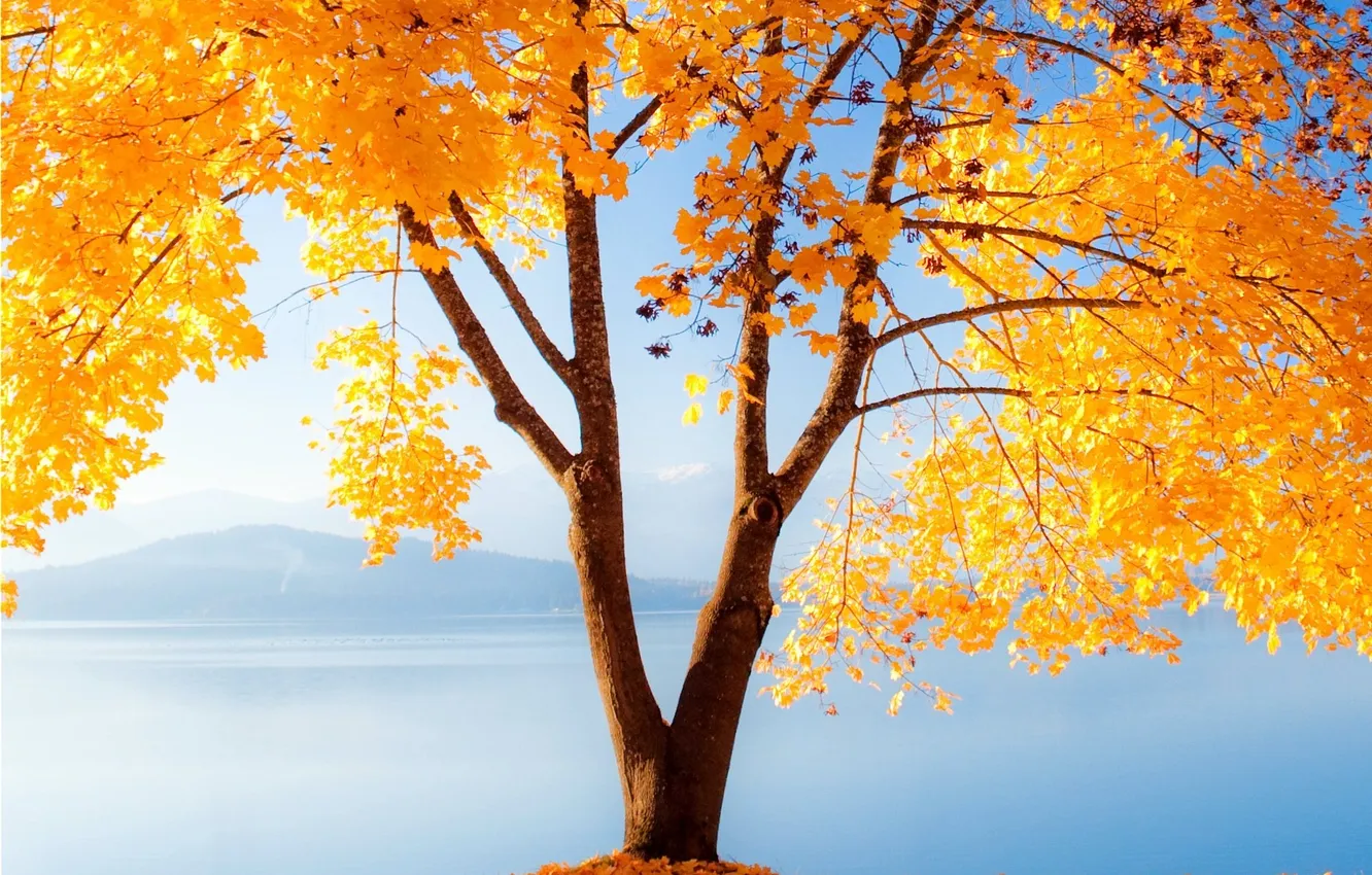 Photo wallpaper autumn, trees, nature, gold
