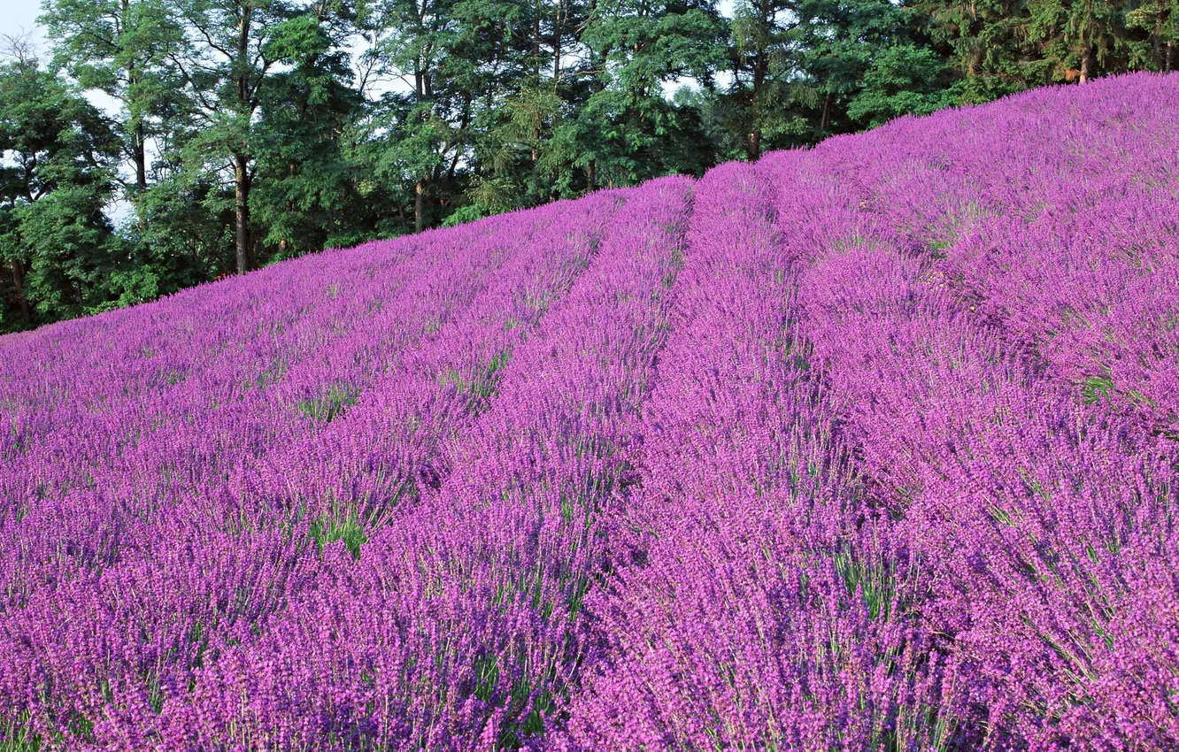 Photo wallpaper field, trees, Japan, Hokkaido, lavender