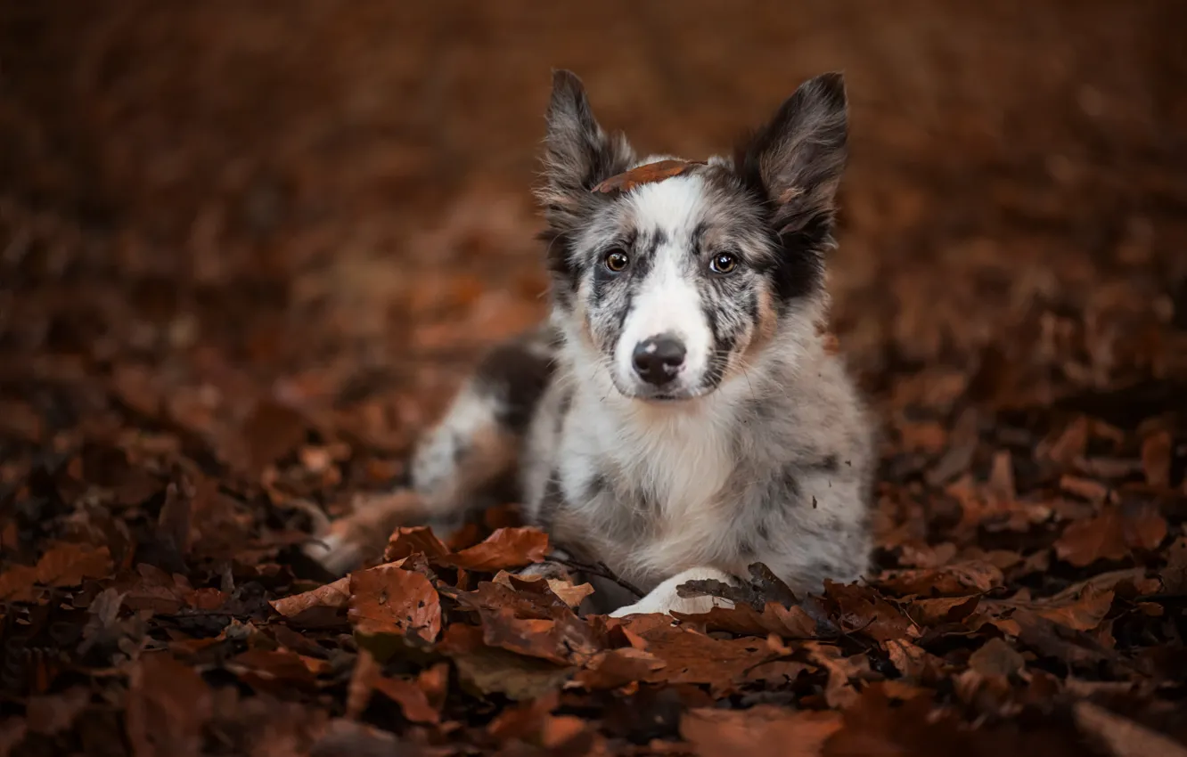Photo wallpaper autumn, look, leaves, dog, puppy, the border collie