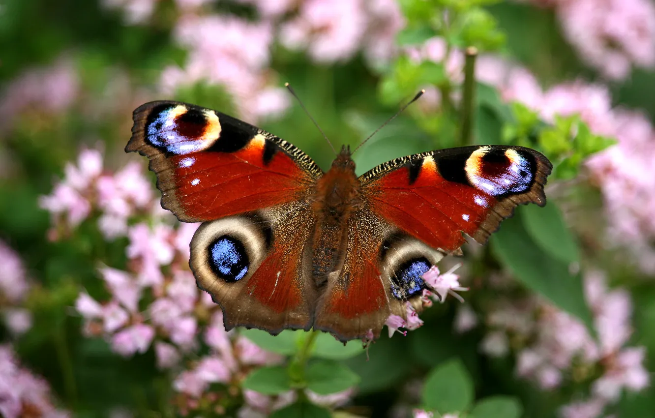 Photo wallpaper colors, butterfly, garden