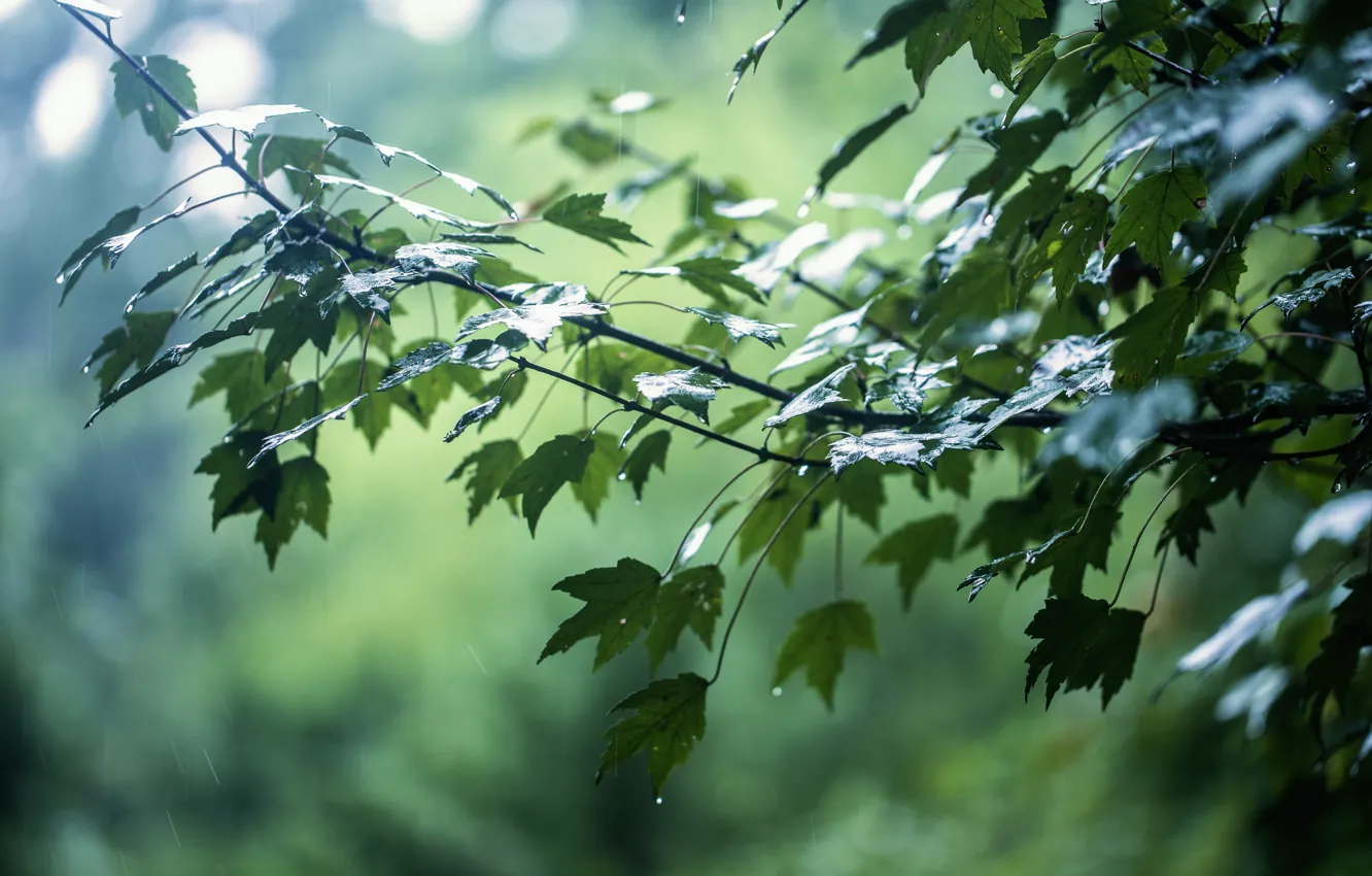 Photo wallpaper leaves, drops, branches, glare, rain, tree