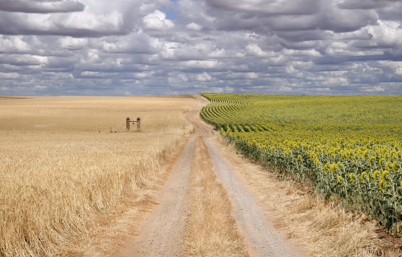 Photo wallpaper road, summer, sunflowers, ears