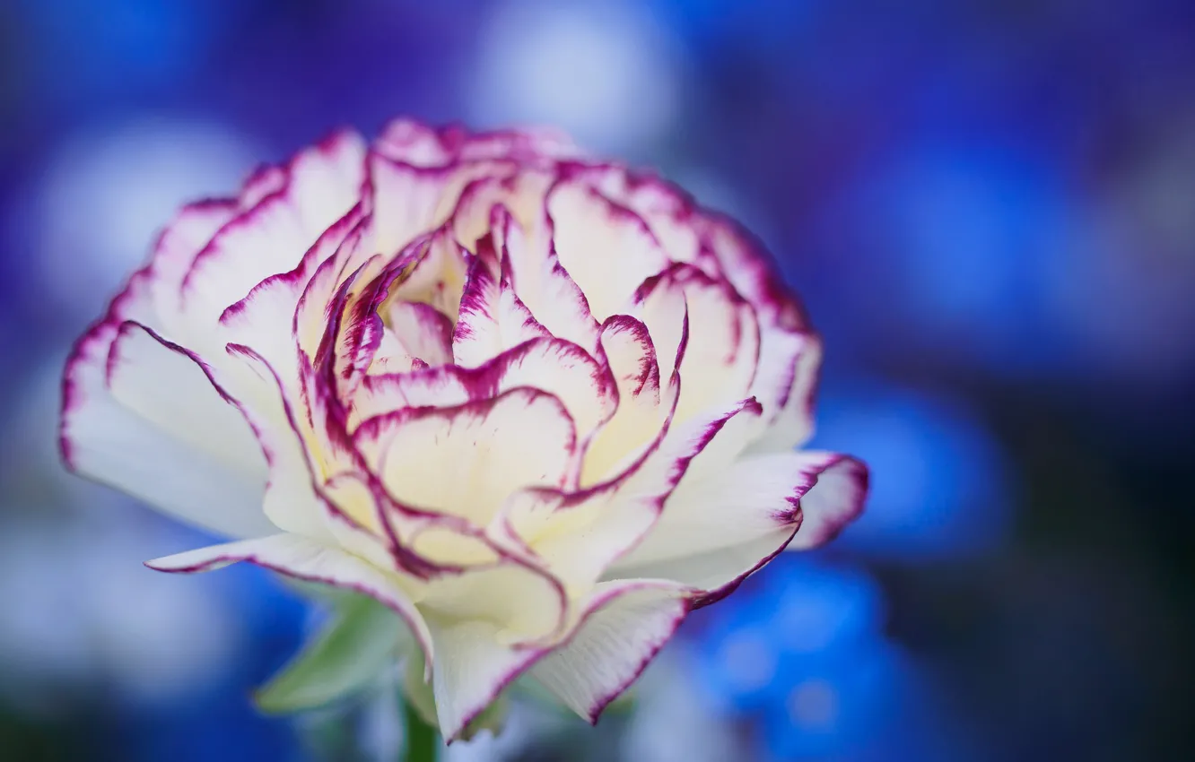Photo wallpaper macro, petals, clove