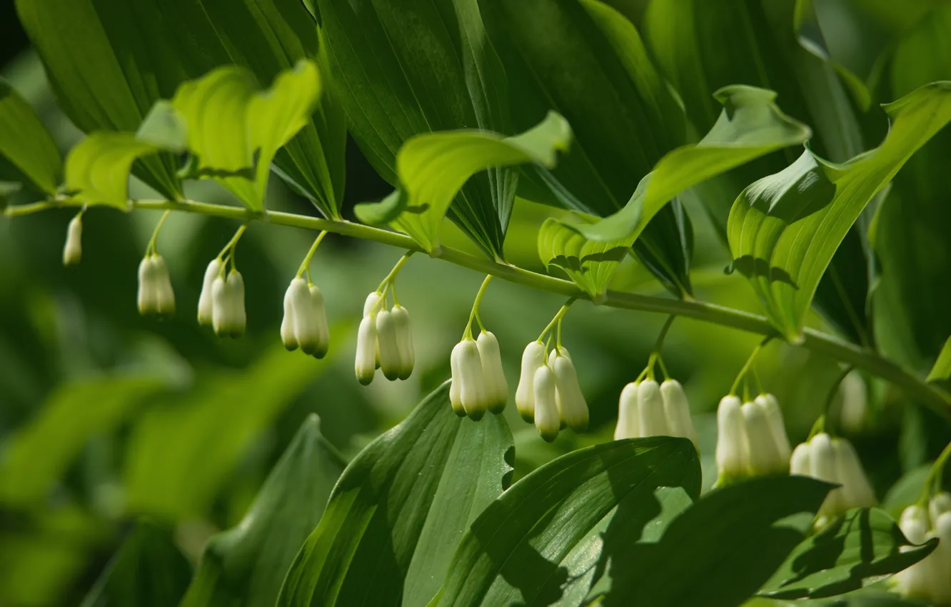 Photo wallpaper flowers, nature, Polygonatum