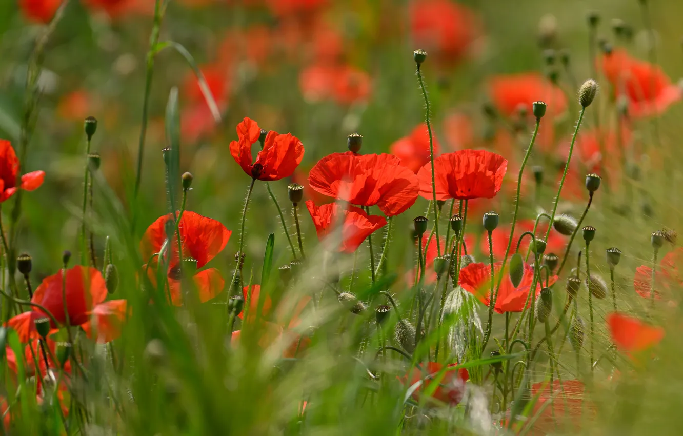 Photo wallpaper greens, summer, light, flowers, red, Maki, stem, meadow