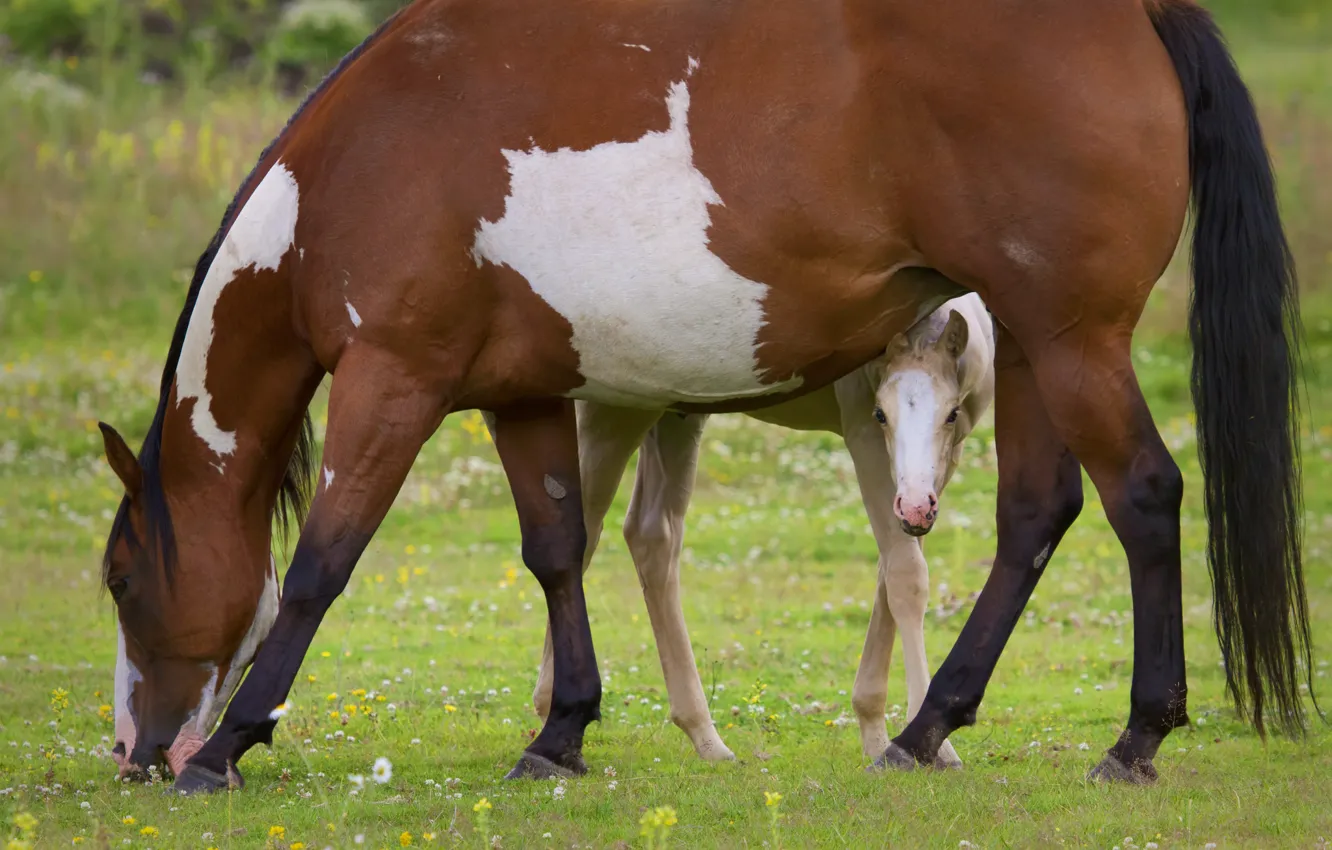 Photo wallpaper horse, pasture, foal, motherhood