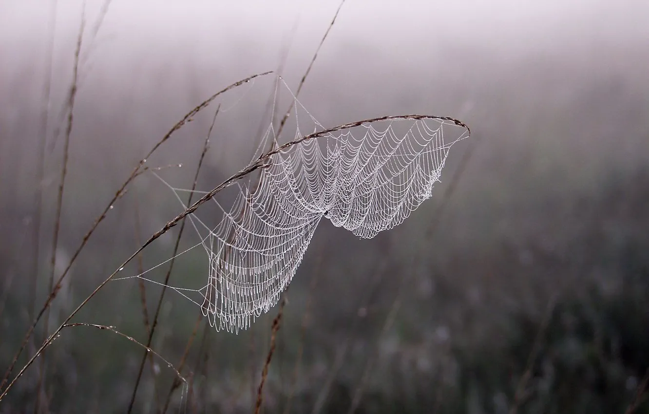 Photo wallpaper fog, Rosa, Web