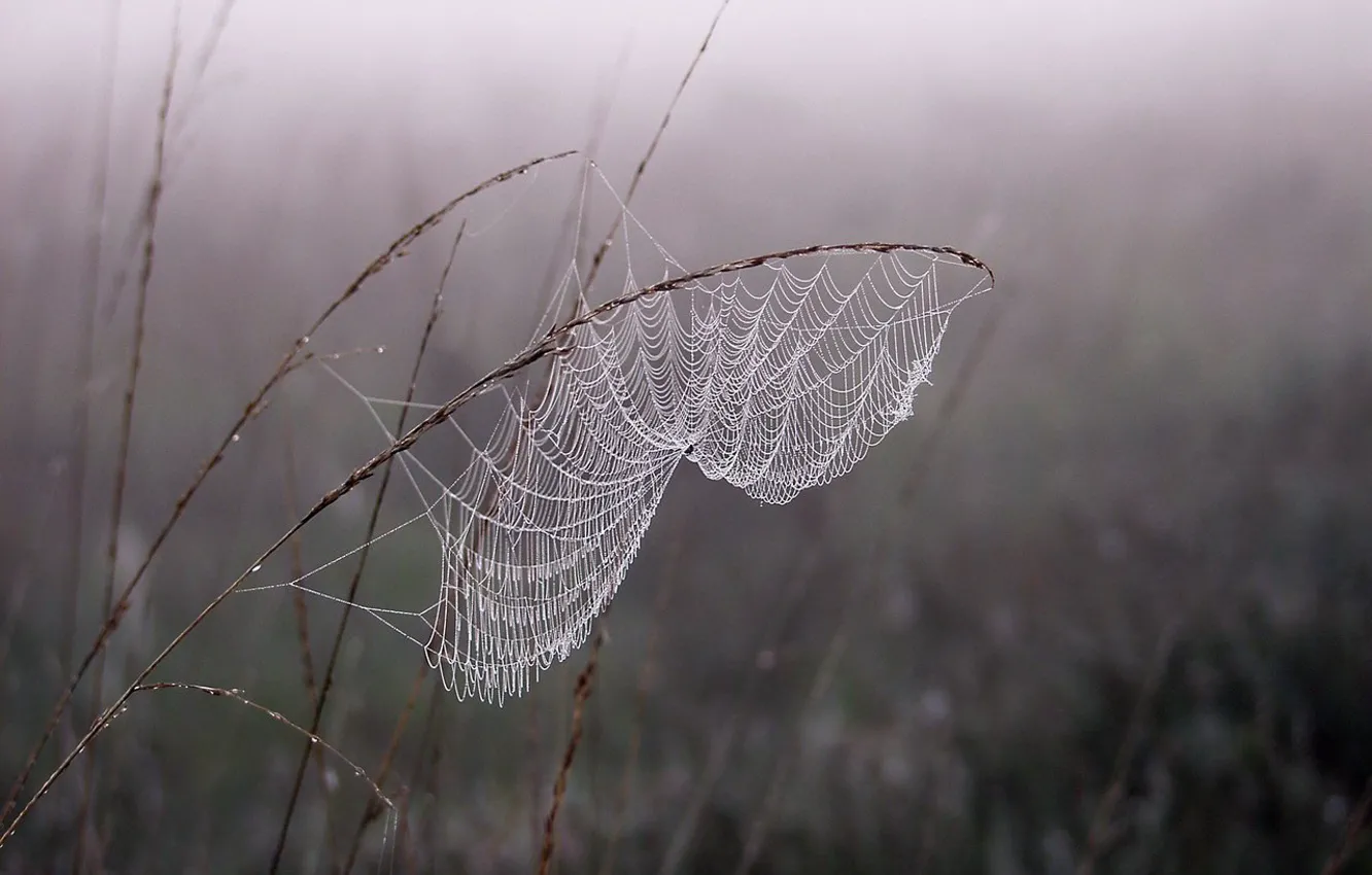 Photo wallpaper fog, Rosa, web