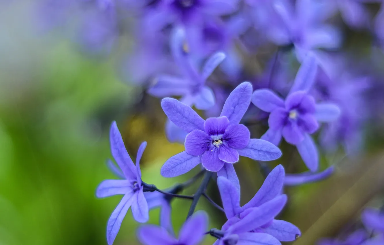 Photo wallpaper macro, flowers, Petrea