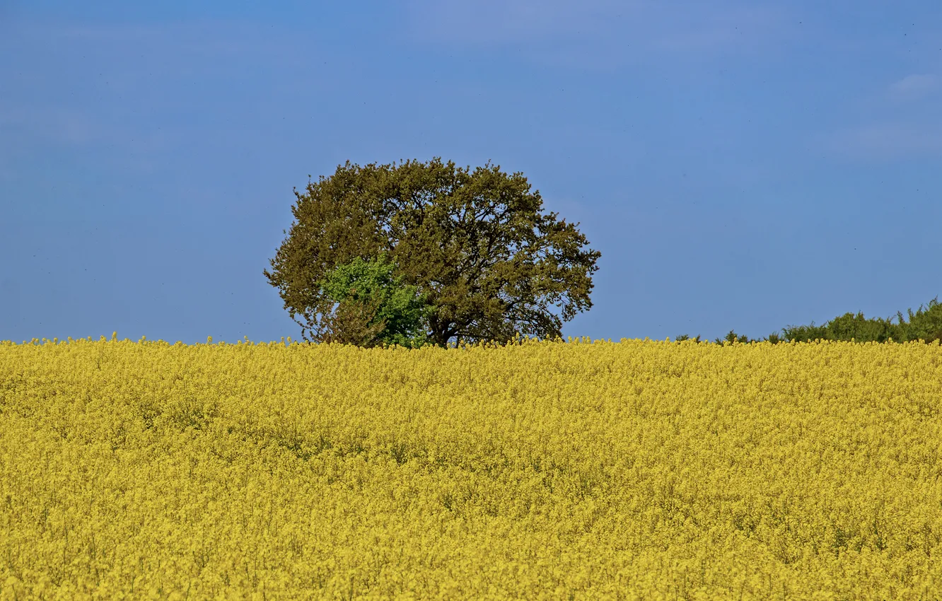 Photo wallpaper field, trees, flowers, yellow flowers