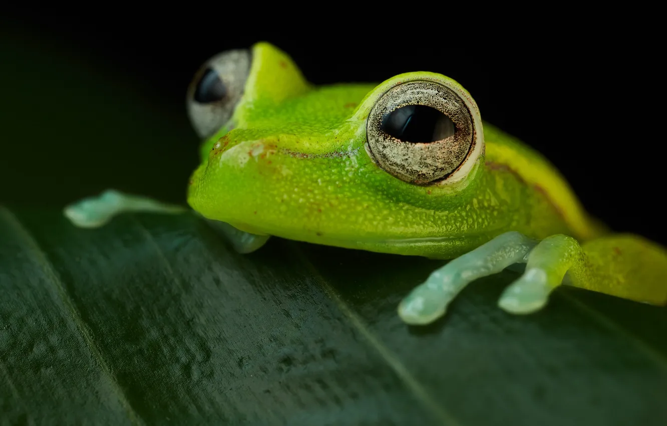 Photo wallpaper Hypsiboas punctata, Polk-a-dot treefrog, Amphibian