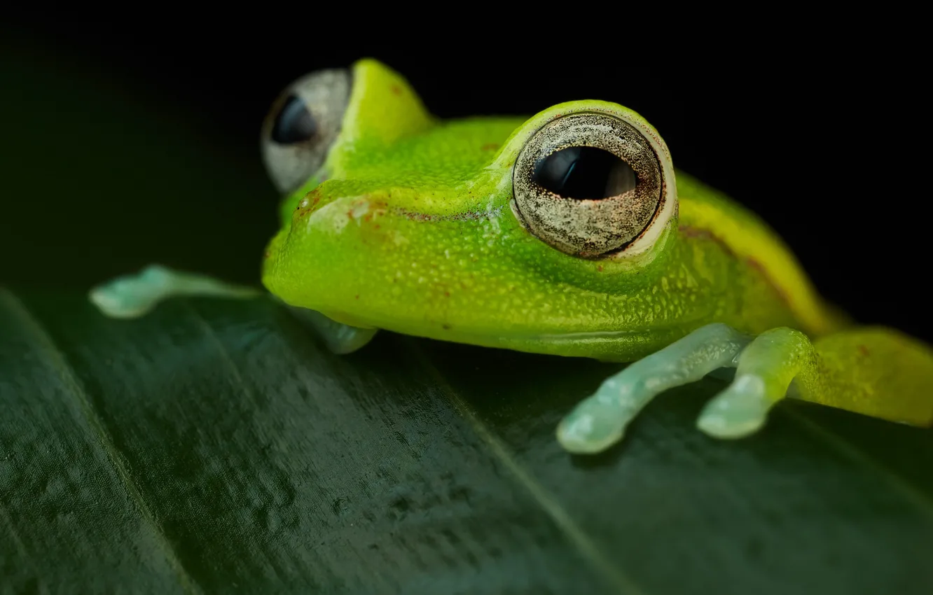 Photo wallpaper amphibian, Hypsiboas punctata, Polk-a-dot treefrog