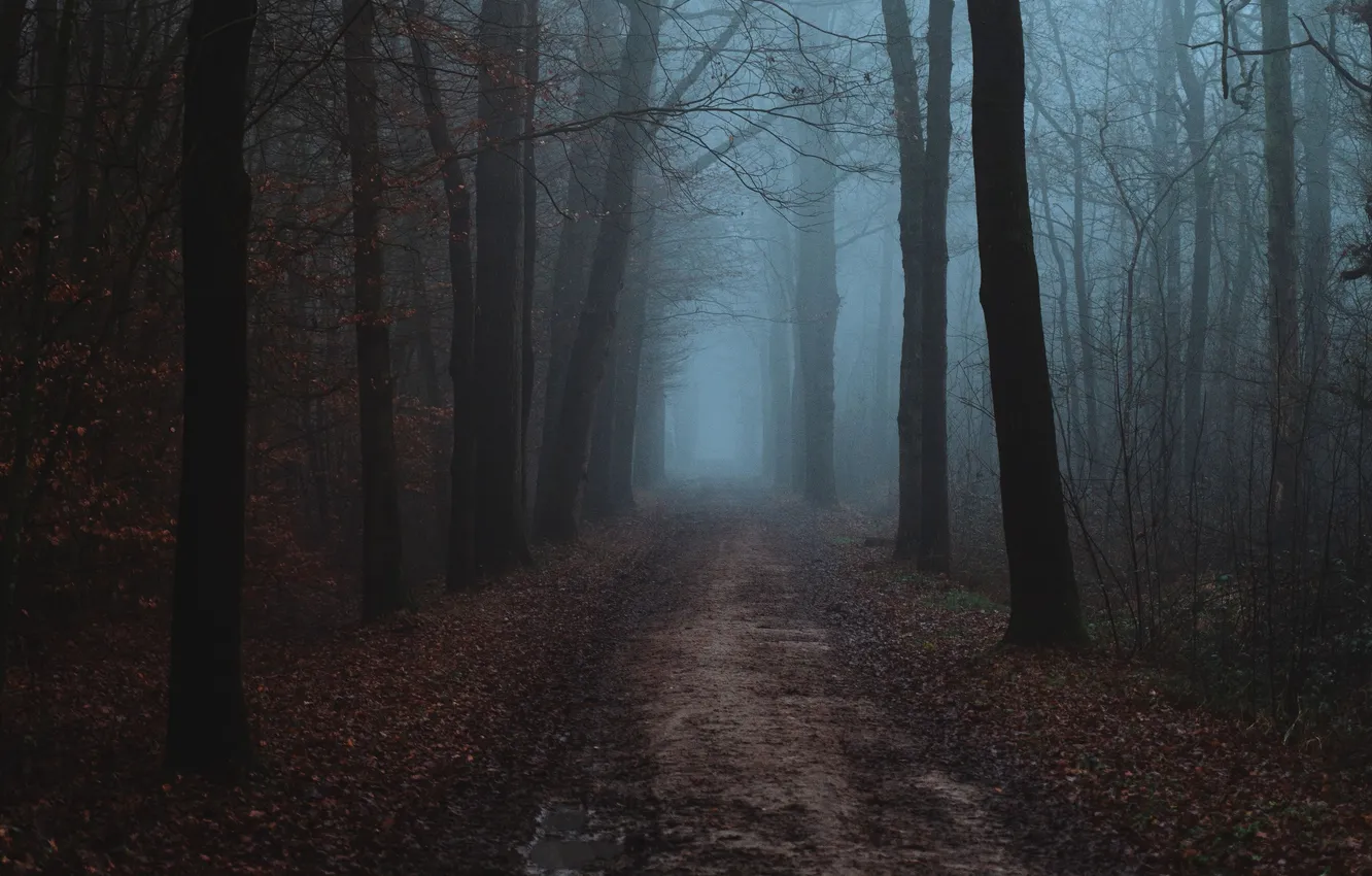 Photo wallpaper road, forest, trees, nature, fog, the darkness, plant, trail