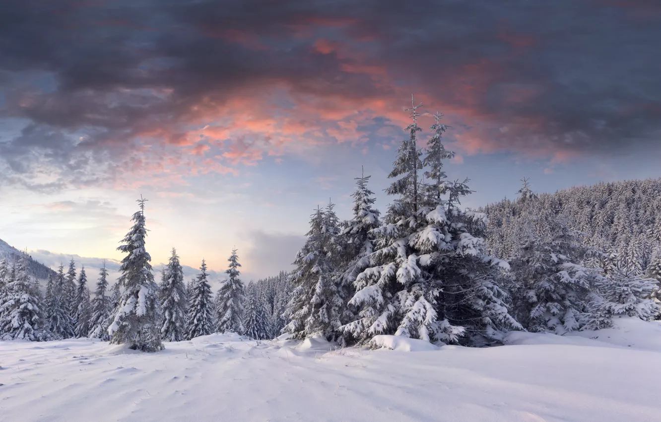 Photo wallpaper winter, forest, clouds, snow, dawn, hills, tree