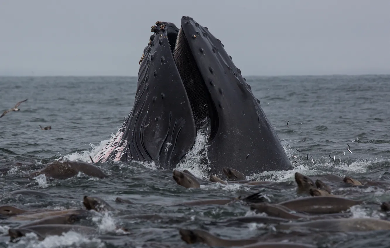 Photo wallpaper whale, Humpback, sea lions, Lunch
