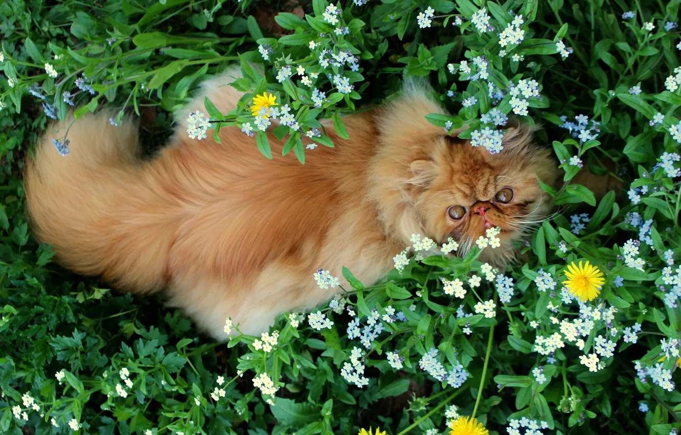 Photo wallpaper greens, cat, cat, look, face, leaves, flowers, nature
