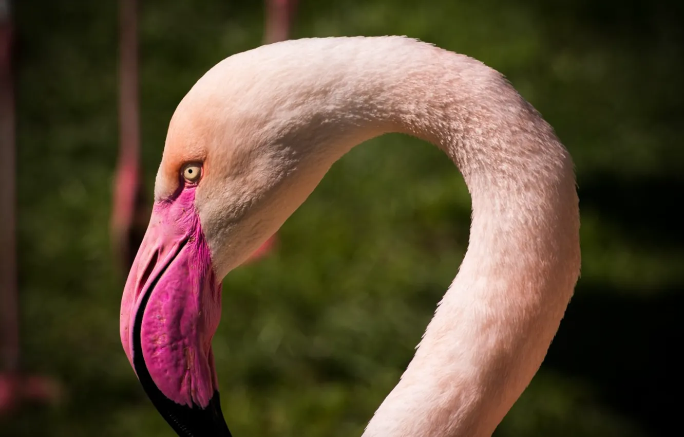 Photo wallpaper pink, animal, Flamingos, flamingo, zoo_animal
