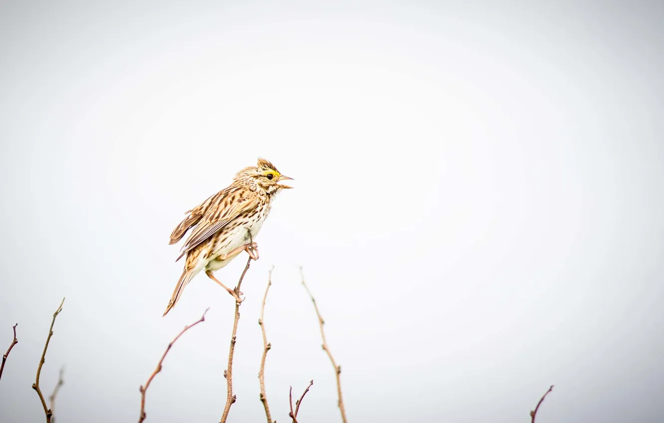 Photo wallpaper bird, singer, branches, singing, rainy