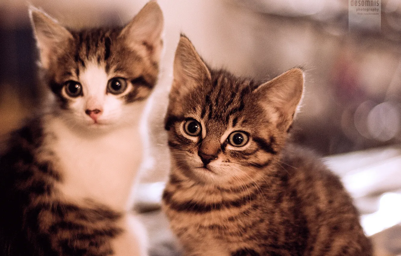 Photo wallpaper cat, two, small, kitty, Kote
