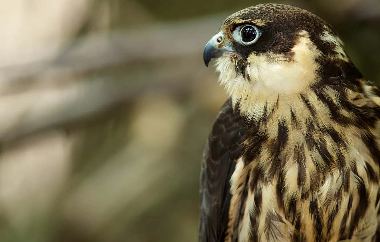 Photo wallpaper bird, predator, profile