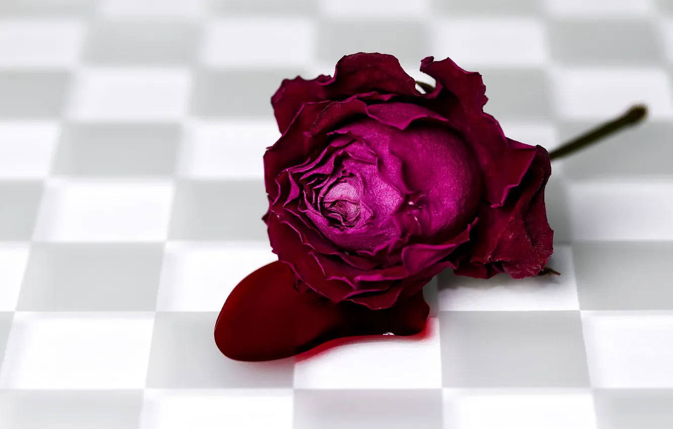 Photo wallpaper background, blood, roses