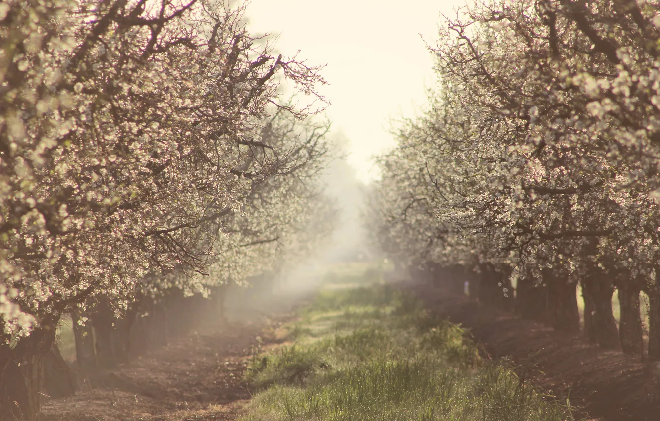 Photo wallpaper nature, fog, spring, garden, Apple