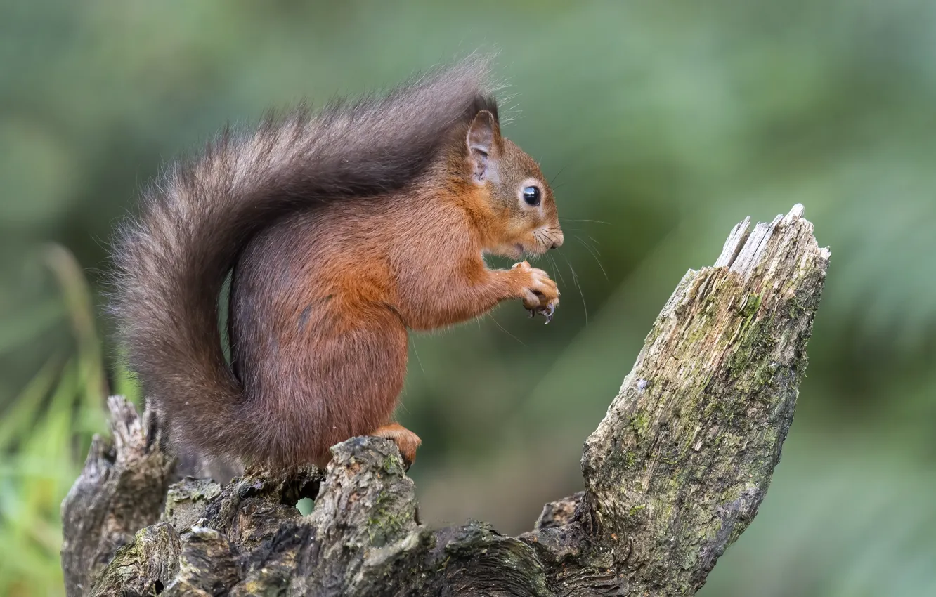 Photo wallpaper nature, pose, stump, protein, profile, red, nuts, face