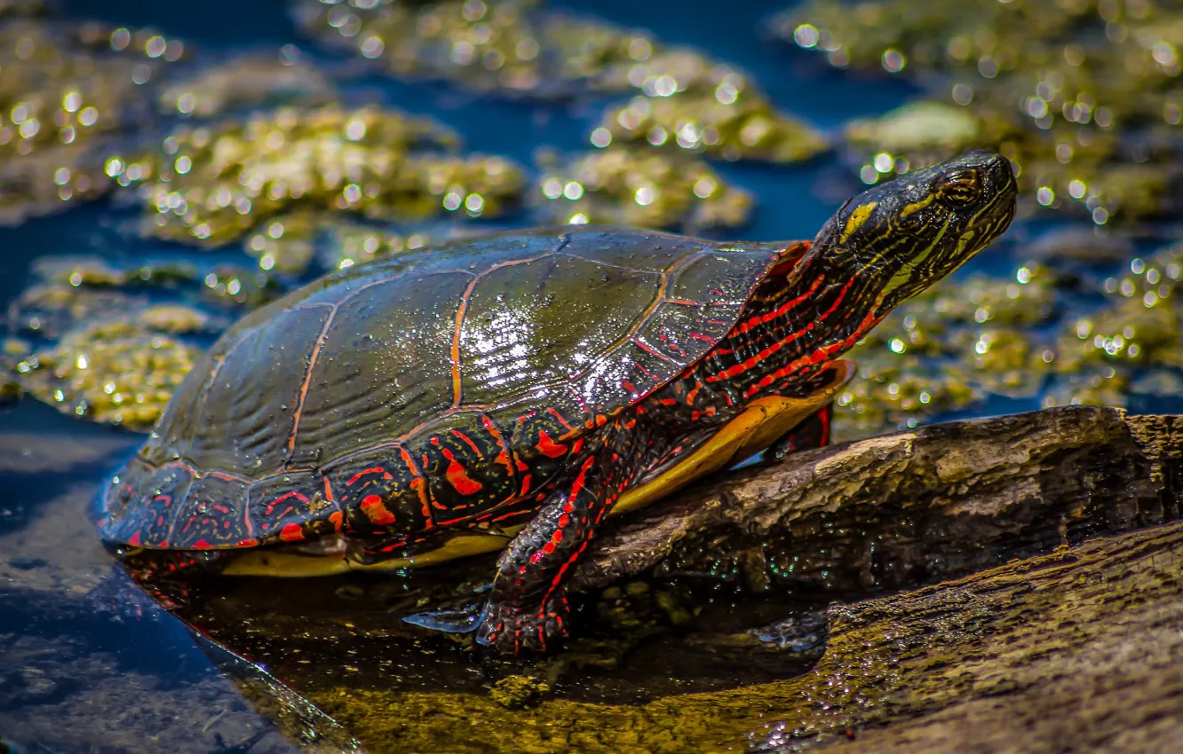 Photo wallpaper look, water, light, nature, glare, pond, turtle, log
