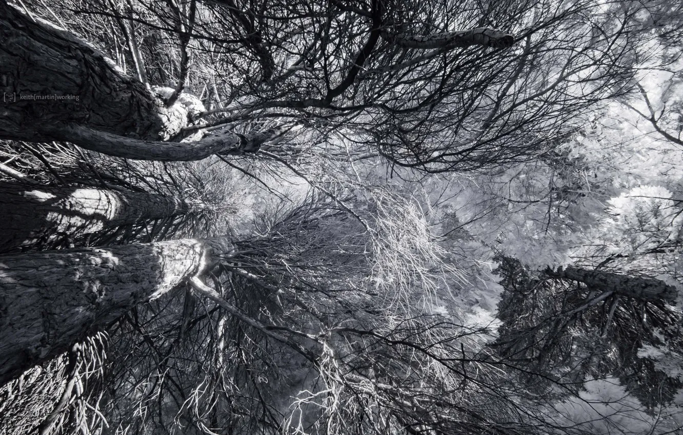 Photo wallpaper trees, nature, color