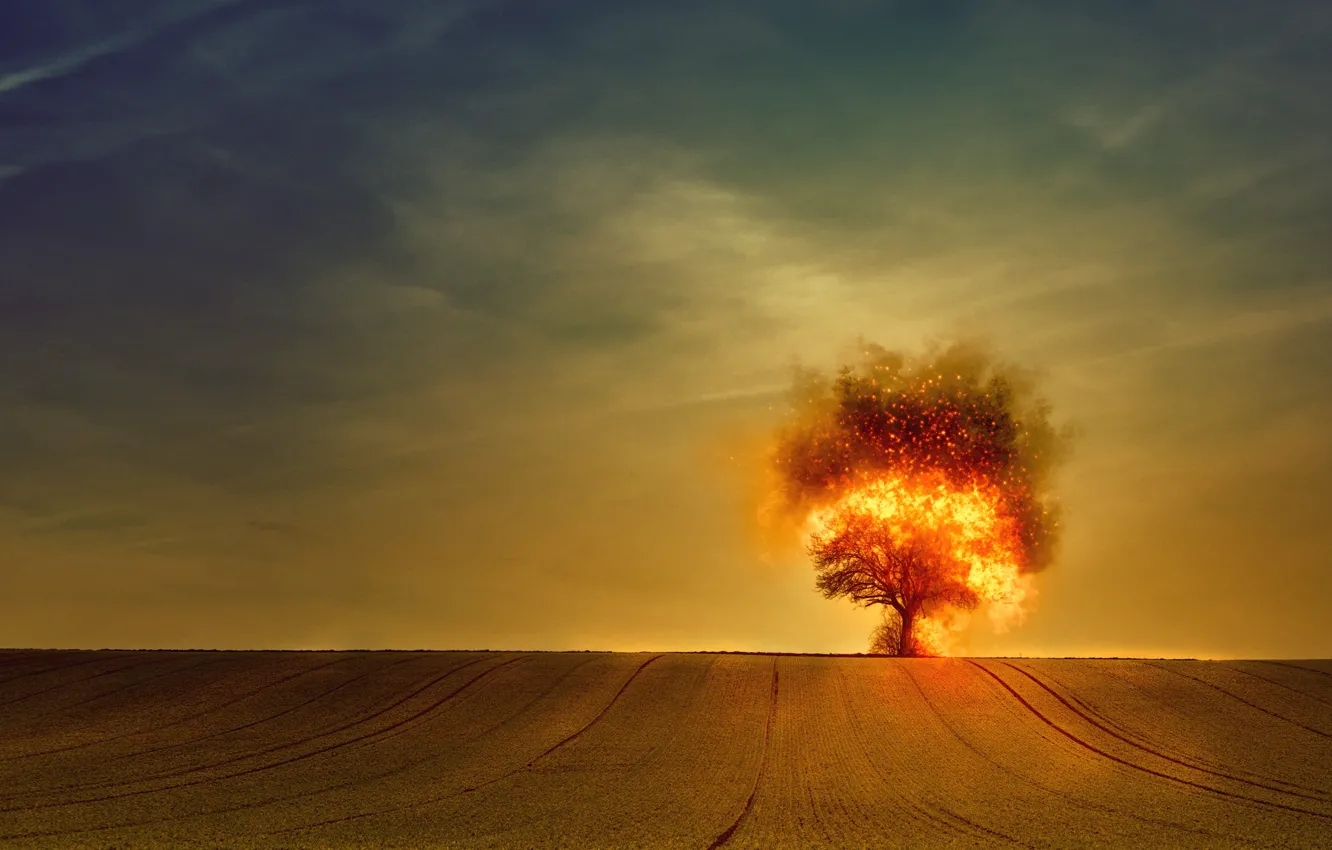 Photo wallpaper field, trees, lights, horizon, sparks, crown