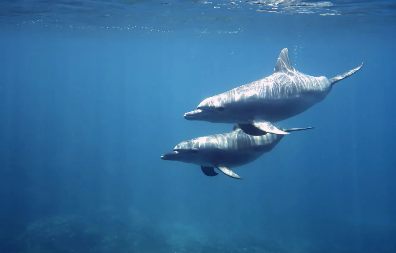 Photo wallpaper animals, wildlife, dolphins, Red-Sea