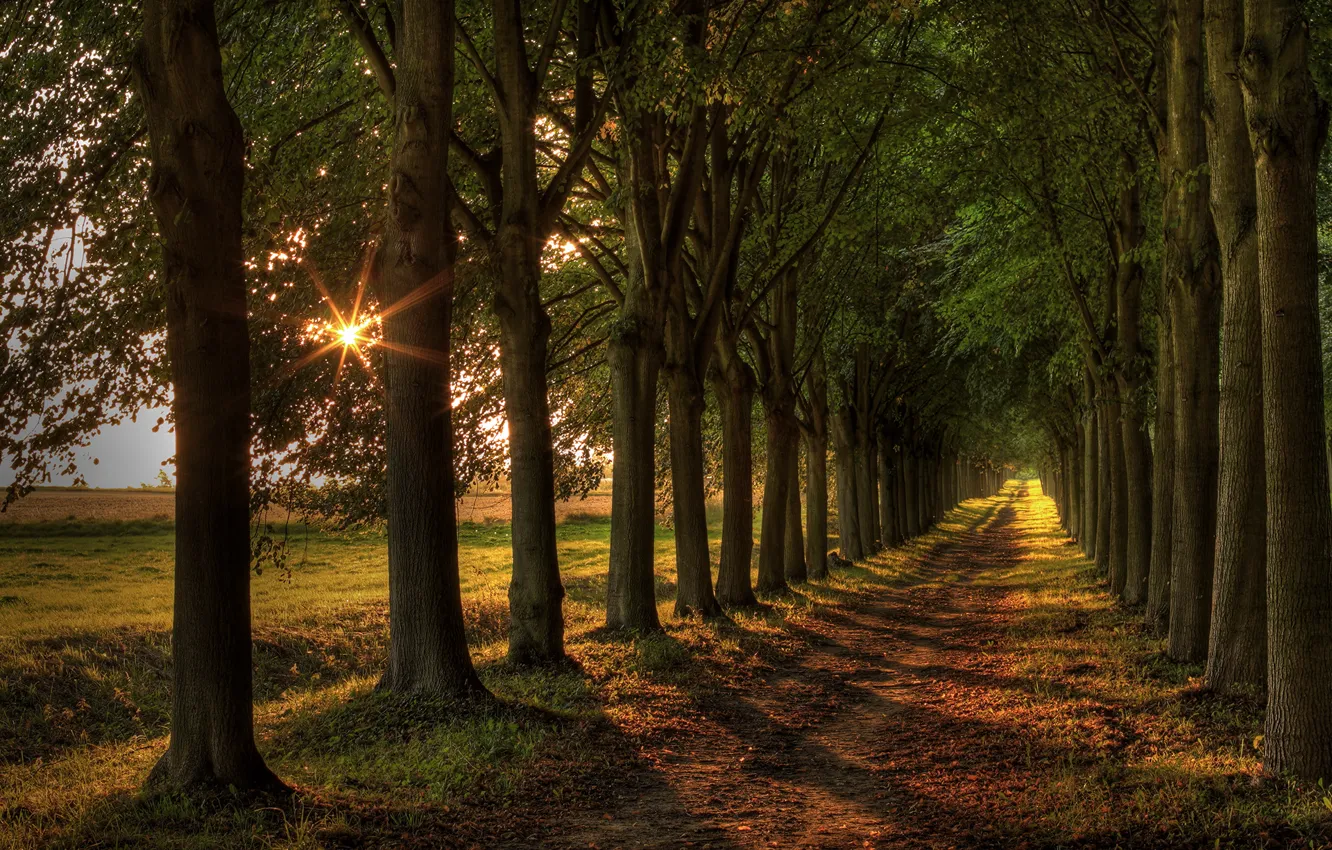 Photo wallpaper road, light, trees, landscape