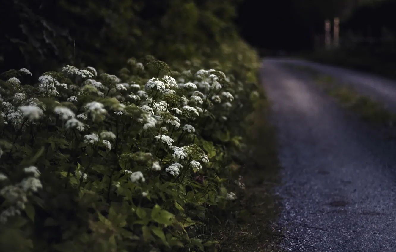 Photo wallpaper road, flowers, nature