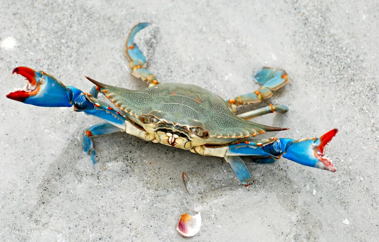 Photo wallpaper pose, blue, crab, stand, claws