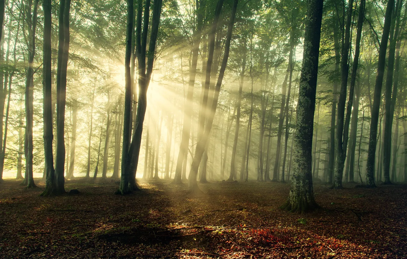 Photo wallpaper forest, the sun, rays, trees