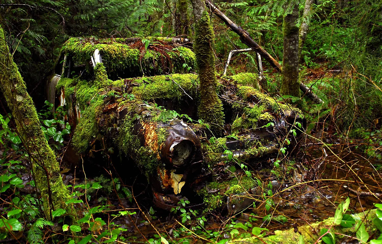 Photo wallpaper forest, trees, time, car