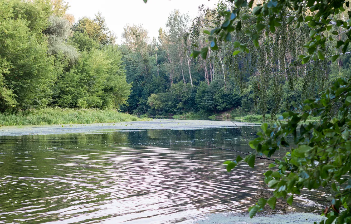 Photo wallpaper greens, forest, summer, river