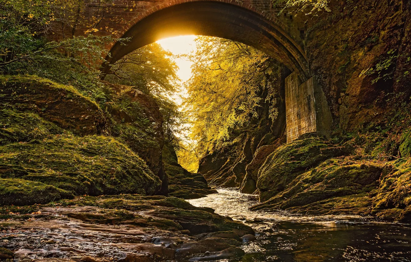 Photo wallpaper forest, bridge, arch