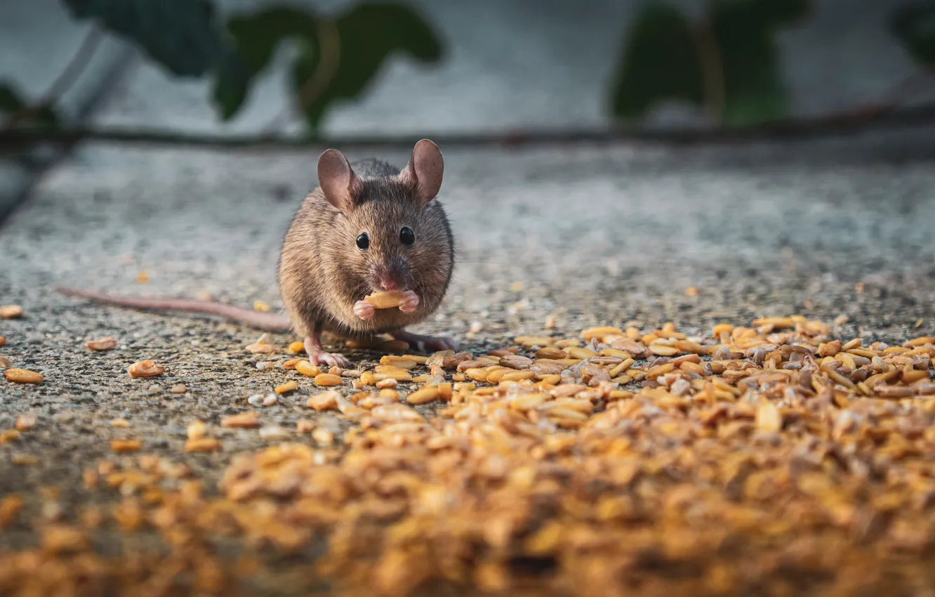 Photo wallpaper nature, background, mouse