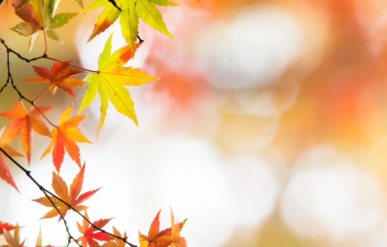 Photo wallpaper autumn, leaves, Wallpaper, maple