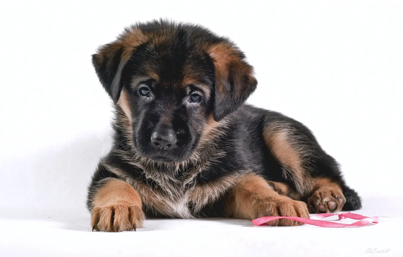 Photo wallpaper puppy, shepherd, German