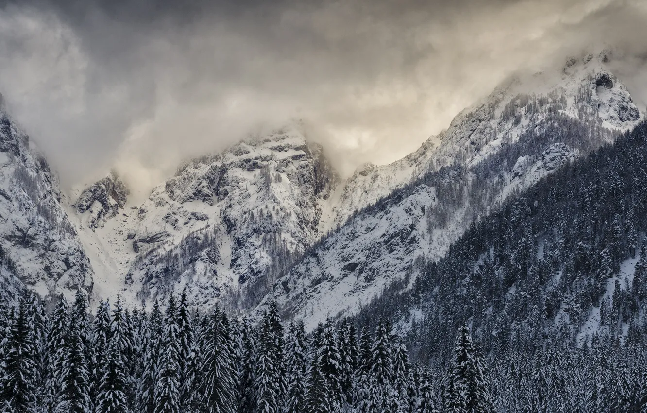 Photo wallpaper winter, forest, the sky, snow, trees, mountains, clouds, nature